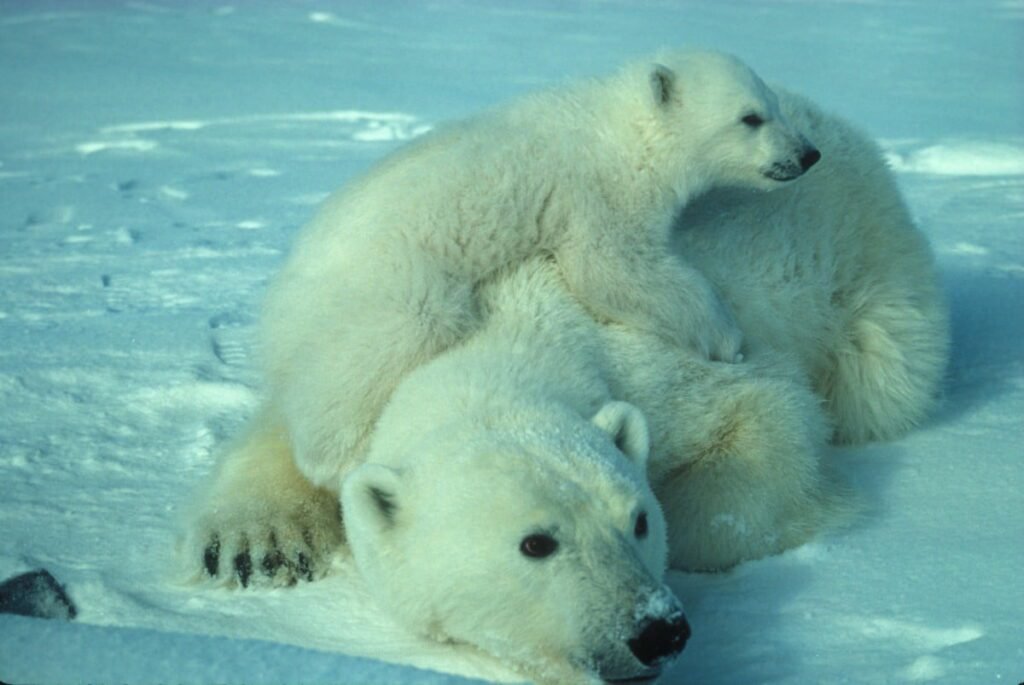 urso polar uma figura emblemática na mitologia inuit
